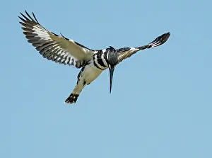 Southern Africa Prints: RF - Pied kingfisher (Ceryle rudis) hovering in flight