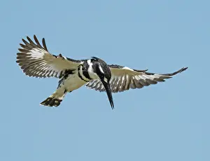 Southern Africa Prints: RF - Pied kingfisher (Ceryle rudis) hovering in flight