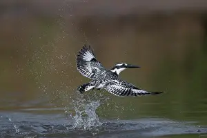 Gambia Prints: RF - Pied kingfisher (Ceryle rudis) taking flight after bathing in river
