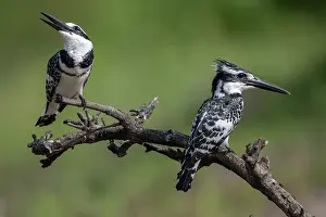 Gambia Prints: RF - Two Pied kingfishers (Ceryle rudis) perched on branch