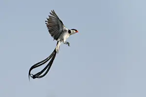 West Africa Prints: RF - Pin-tailed whydah (Vidua macroura) male in display flight