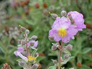 Botanical Garden Prints: RF - Pine forest cistus (Cistus symphytifolius) flowering in El Portillo Botanical Garden