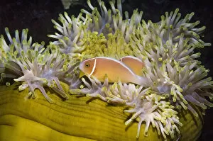 Images Dated 19th March 2011: RF - Pink anemonefish (Amphiprion perideraion) with host anemone (Heteractis magnifica)