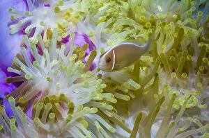 Amphiprion Perideraion Gallery: RF - Pink anemonefish (Amphiprion perideraion) with host anemone (Heteractis magnifica)