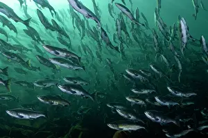 Journey Prints: RF - Pink salmon (Oncorhynchus gorbuscha) huge shoal migrating up the Campbell River