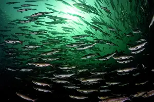 School Prints: RF - Pink salmon (Oncorhynchus gorbuscha) huge shoal migrating up the Campbell River