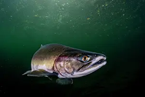 Journey Prints: RF - Pink salmon (Oncorhynchus gorbuscha) migrating up the Campbell River