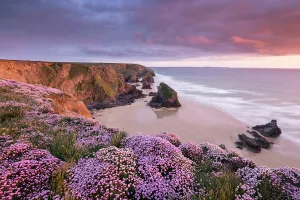 Rf16q4 Prints: RF- Pink thrift (Armeria maritima) flowering on the coastal cliffs tops at Bedruthan Steps