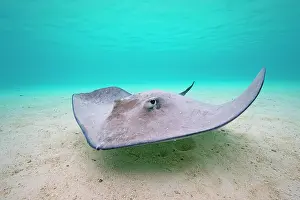 Rays Prints: RF - Pink whipray (Pateobatis fai) swimming over sandy seabed in shallow water