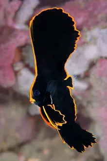 Batfishes Prints: RF - Pinnate batfish (latax pinnatus) juvenile