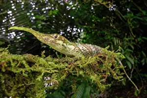 Lizard Prints: RF - Pinocchio lizard (Anolis proboscis) male