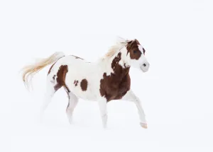 Rf16q4 Prints: RF- Pinto Quarter horse in snow at ranch, Shell, Wyoming, USA, February