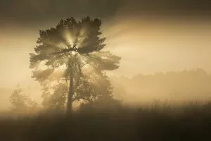 RF- (Pinus sylvestris) at sunrise, Klein Schietveld, Brasschaat, Belgium