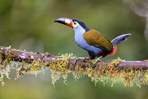 Ramphastidae Prints: RF - Plate-billed mountain toucan (Andigena laminirostris) perched on branch in cloud forest understorey