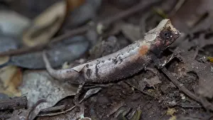 Chamaeleonidae Prints: RF - Plated leaf chameleon (Brookesia stumpffi) camouflaged in leaf litter