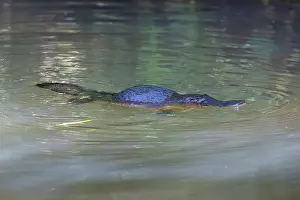 Monotreme Prints: RF - Platypus (Ornithorhynchus anatinus) surfacing between foraging dives