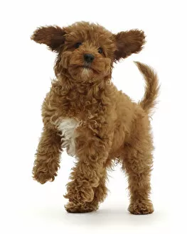 Jumping Gallery: RF - Playful Red Cavapoo puppy. (This image may be licensed either as rights managed or