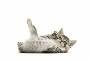 Images Dated 26th April 2017: RF - Playful Silver tabby kitten rolling on back