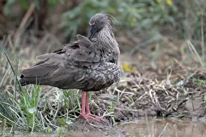 Grooming Prints: RF - Plumbeus ibis (Theristicus caerulescens) standing at water's edge preening