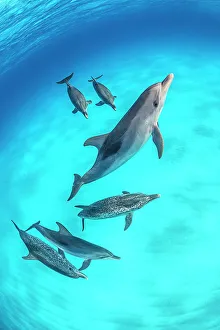RF - Pod of Atlantic spotted dolphins (Stenella frontalis) swimming over a shallow, sandy seabed. North Bihmini, Bahamas