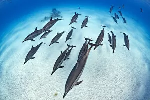 North Africa Collection: RF - Pod of Spinner dolphins (Stenella longirostris) cruise in formation over the sand of