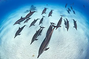 Alex Mustard 2021 Update Prints: RF - Pod of Spinner dolphins (Stenella longirostris) cruise in formation over the sand of