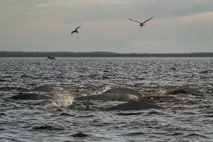 Sterninae Prints: RF - Pods of Beluga whales (Delphinapterus leucas)