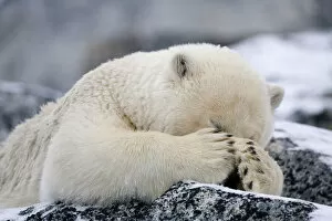 Images Dated 16th September 2009: RF- Polar bear (Ursus maritimus) with paws covering eyes, Svalbard, Norway, September 2009