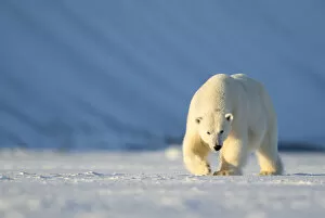Images Dated 27th August 2019: RF - Polar bear (Ursus maritimus) female walking across ice. Svalbard, Norway, April