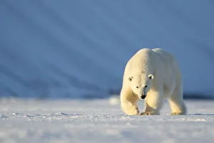 Ursus Polaris Prints: RF - Polar bear (Ursus maritimus) female walking across ice. Svalbard, Norway, April