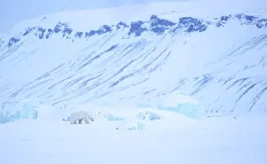 Camouflage Prints: RF - Polar bear (Ursus maritimus) male