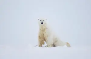 Ursus Polaris Prints: RF - Polar bear (Ursus maritimus) male on snow
