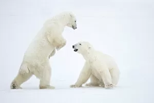 Images Dated 18th November 2016: RF - Polar Bear (Ursus maritimus) males fighting, Churchill, Canada, November