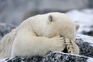 Ignoring Prints: RF- Polar bear (Ursus maritimus) with paws covering eyes, Svalbard, Norway, September 2009