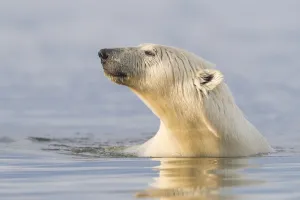 Ursus Polaris Prints: RF-Polar bear (Ursus maritimus) swimming in Beaufort Sea, portrait