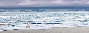 Ursus Polaris Prints: RF - Polar Bear (Ursus maritimus) walking on ice flow