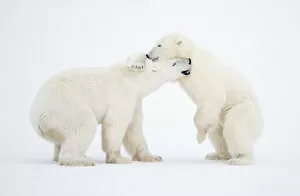 Aggression Gallery: RF - Polar Bears (Ursus maritimus) males fighting, Churchill, Canada, November