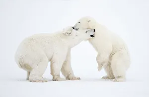 Arctic Gallery: RF - Polar Bears (Ursus maritimus) males fighting, Churchill, Canada, November