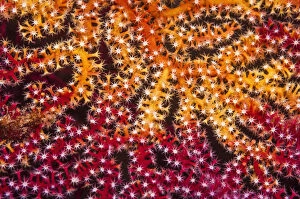 Georgette Douwma Gallery: RF - Polyps on gorgonian fan coral. West Papua, Indonesia