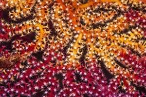 Alcyonacea Gallery: RF - Polyps on gorgonian fan coral. West Papua, Indonesia
