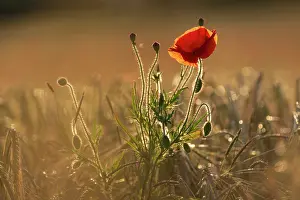 Papaveraceae Prints: RF - Poppy (Papaver rhoeas) flowering in a cornfield