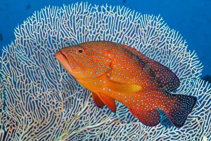 September 2021 Highlights Gallery: RF - Portrait of a coral grouper (Cephalopholis miniata) next to a sea fan (Annella sp