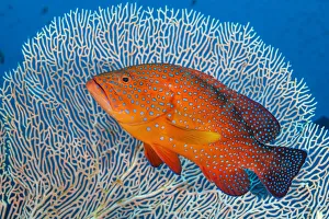 Serranidae Prints: RF - Portrait of a coral grouper (Cephalopholis miniata) next to a sea fan (Annella sp