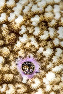 Maldive Islands Prints: RF - Portrait of Coral hermit crab (Paguritta harmsi) living in a hard coral colony
