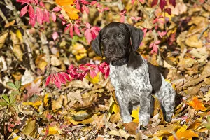 RF - Portrait of domestic German shorthaired pointer pup in autumn. Pomfret, Connecticut, USA