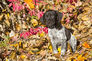 Rf16q4 Prints: RF - Portrait of domestic German shorthaired pointer pup in autumn