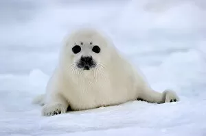 Baby Animals Collection: RF - Portrait of Harp seal (Phoca groenlandicus) pup on sea ice. Magdalen Islands