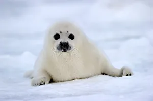 Sea Life Prints: RF - Portrait of Harp seal (Phoca groenlandicus) pup on sea ice. Magdalen Islands