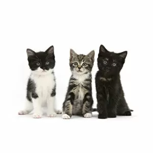 Animal Portrait Gallery: RF- Portrait of three kittens