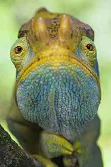 RF- Portrait of male Parson's Chameleon (Chamaeleo parsonii), Ranomafana National Park, South eastern Madagascar